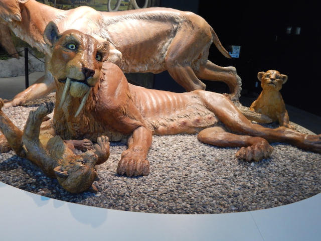 saber toothed animals