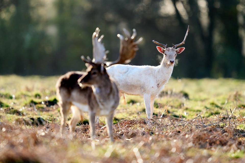 File picture of deer in Bushy Park (PA Wire)