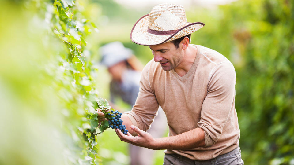 Harvesting, Smiling man in vineyard picking grapes. - Stock imageVineyard, Vintner, Winemaking, crop