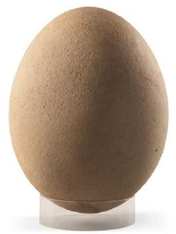 Elephant bird egg up for auction