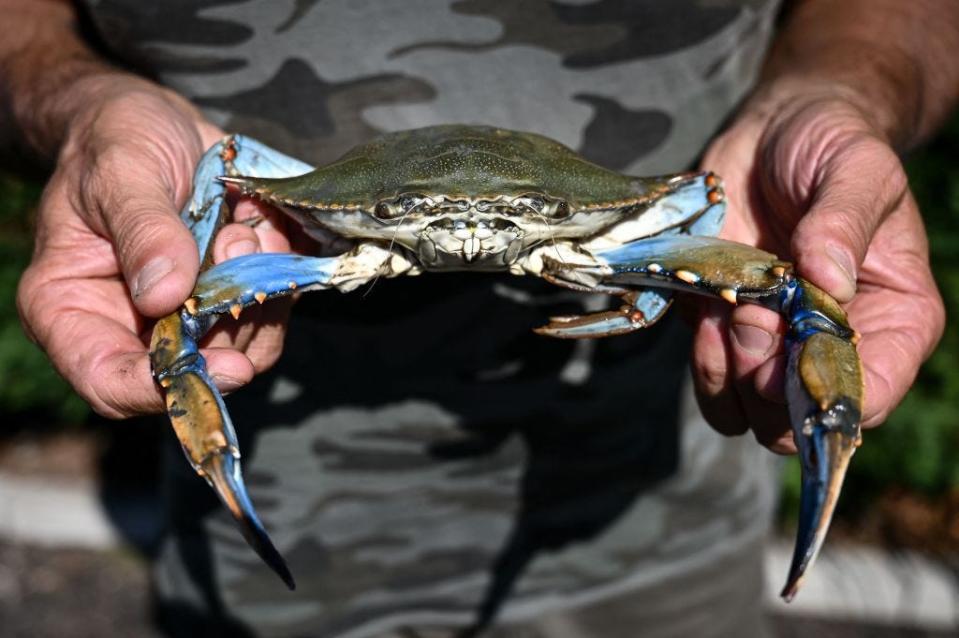 A fisherman holds a blue crab in the lagoon of Scardovari, south of Venice, Italy, on August 11, 2023. The blue crab is a particularly aggressive species threatening local shellfish and fish in the delta where the River Po reaches the Adriatic sea. The blue crab, native to the North American Atlantic coast, has been spreading across the Mediterranean for several years and has now reached what has been described as a "critical situation" in some of Italy's coastal areas.