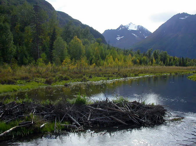 Alaska: Halloween Nature Walk, Anchorage