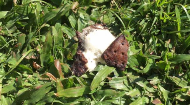 Mary Salter said after checking on Monday, she said the ice cream had failed to melt, despite sitting in sunlight for four days. Photo: Facebook