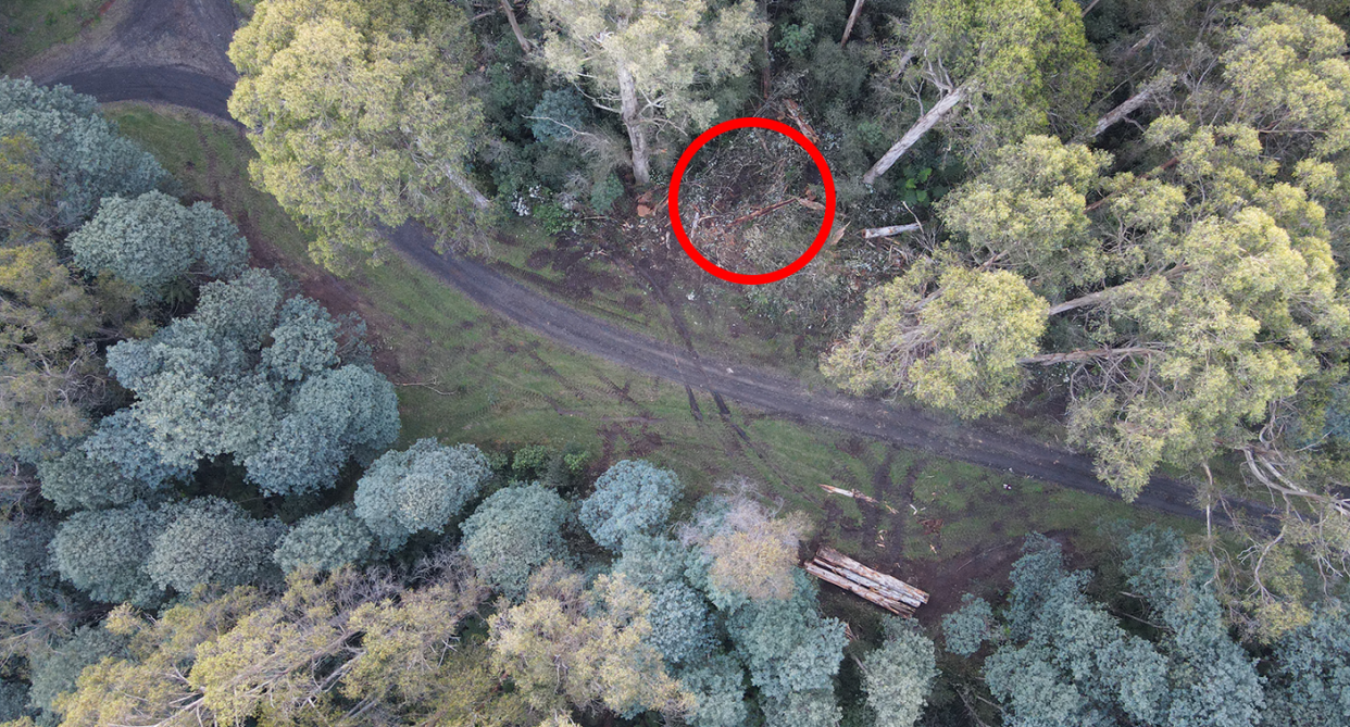 A greater glider was found dead next to a recently felled tree inside Yarra Ranges National Park. Source: WOTCH