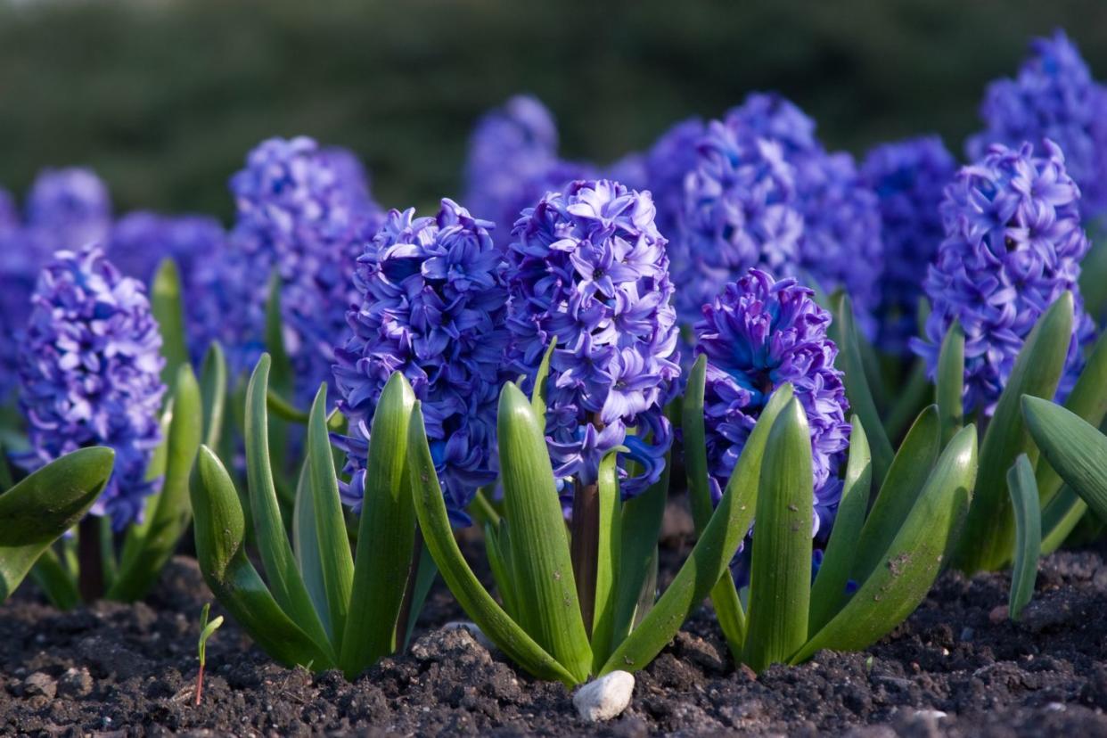 fragrant flowers hyacinth