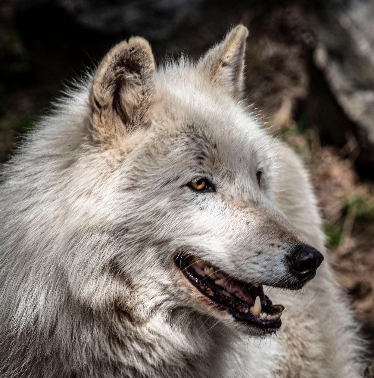 Silas, one of two Ambassador Wolves at the Wolf Conservation Center in South Salem, N.Y. pauses as he searches for Easter Eggs left by children, as Silas and Nikai, the center's other Ambassador Wolf, went on an Easter Egg hunt March 31, 2024.