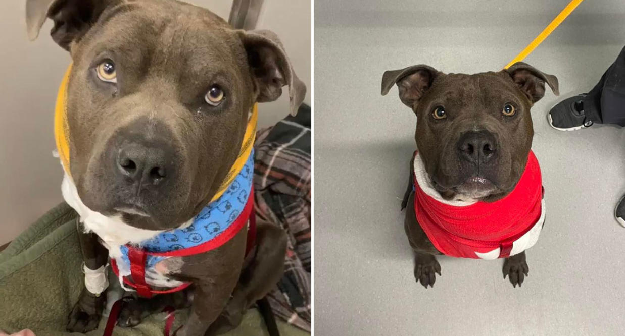 Rescuers treat dog found with embedded collar