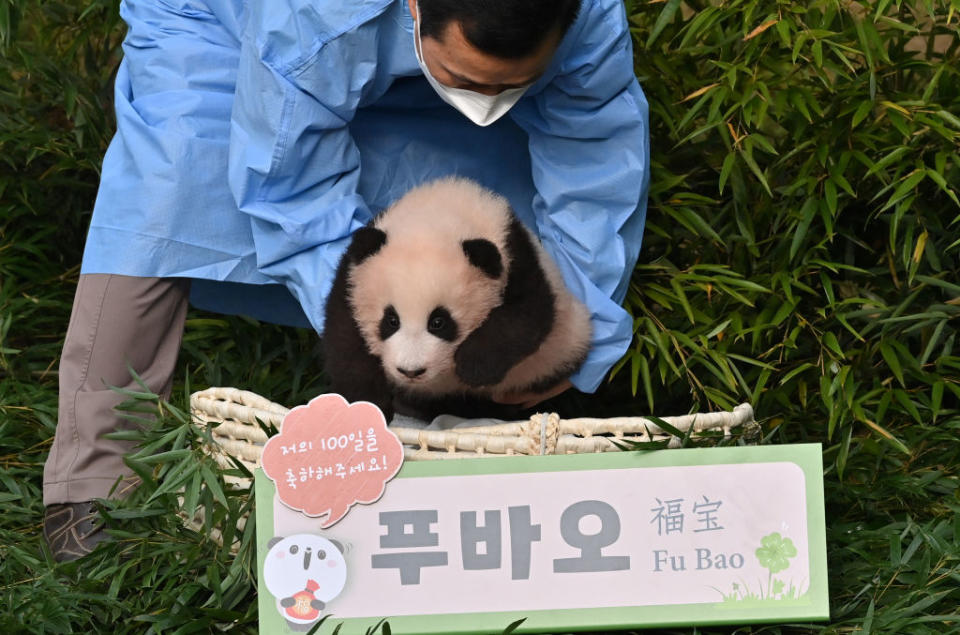 A caretaker carries panda cub Fu Bao during a ceremony to reveal her name at Everland Amusement and Animal Park in Yongin on November 4, 2020.<span class="copyright">Jung Yeon-je—AFP/Getty Images</span>