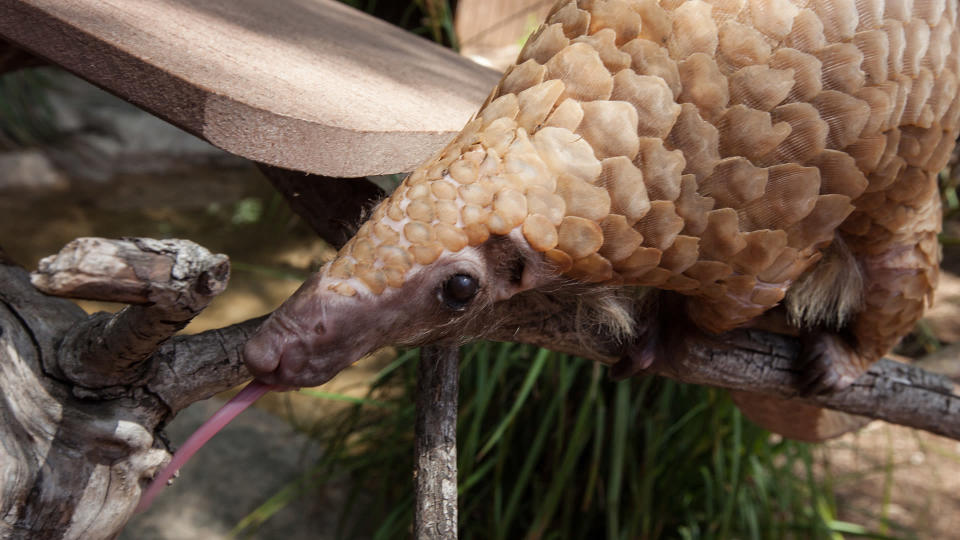 <p> As the only known mammal with scales,&#xA0;pangolins&#xA0;are weird creatures. Their sticky tongues are just as strange. The pangolin&apos;s tongue is connected not to the bottom of its mouth, but to the bottom of its ribcage. When it&apos;s not busy snatching up insects, such as ants and termites, the tongue hangs out in the pangolin&apos;s chest cavity,&#xA0;Live Science previously reported.&#xA0; </p> <p> When the pangolin&apos;s tongue is extended, it can measure up to 16 inches (40 cm) long, or longer than the animal&apos;s head and body combined,&#xA0;according to the BBC.&#xA0; </p>