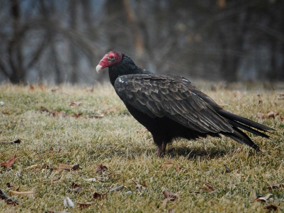 Turkey vultures fit the bill for every descriptor of "spooky."