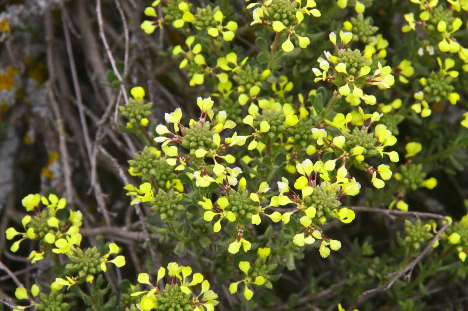 <span class="caption">_Vella pseudocytisus subsp pseudocytisus_ está clasificada como de interés especial en el Catálogo Regional de Especies Amenazadas de la Comunidad de Madrid.</span> <span class="attribution"><span class="source">Felipe Martínez García</span>, <span class="license">Author provided</span></span>