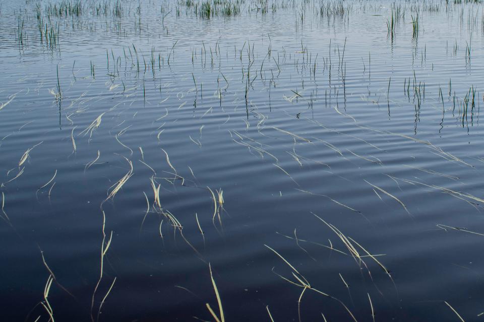 Manoomin, or wild rice, pictured in the St. Louis River on June 12. Early in the season wild rice floats on top of the water before it roots in the sediment below. This is called the floating-leaf stage.