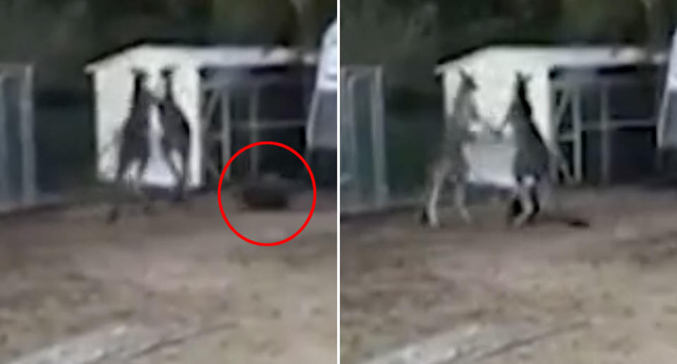 The wombat was filmed walking in the middle of a kangaroo fight in the NSW Hunter Valley. Source: Facebook/ Cedar Creek Wombat Rescue Inc and Wombat Hospital