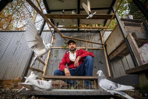 Kulwant Dulay, Forbes's next door neighbour, is pictured in his pigeon coop where he keeps homing pigeons at his home. 