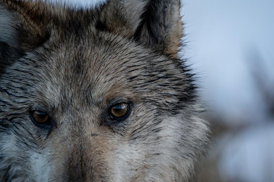 Mexican gray wolf M1477 after being released south of Hannagan Meadow, Arizona, on Jan. 26, 2024. M1477, an eight-year-old male and member of the Eagle Creek Pack, was darted from a helicopter to have his radio collar replaced.