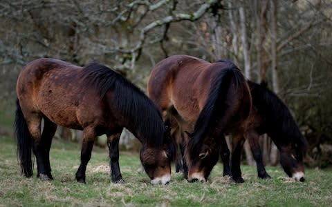 Exmoor ponies graze in the grounds of Knepp  - Credit: Christopher Pledger