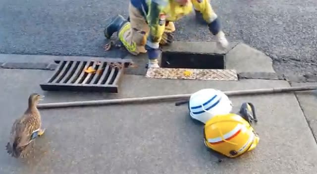 Ducklings rescued from drain and reunited with mum