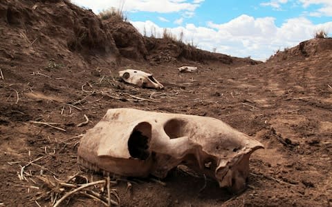 Skeletal remains close to the pond - Credit: AP