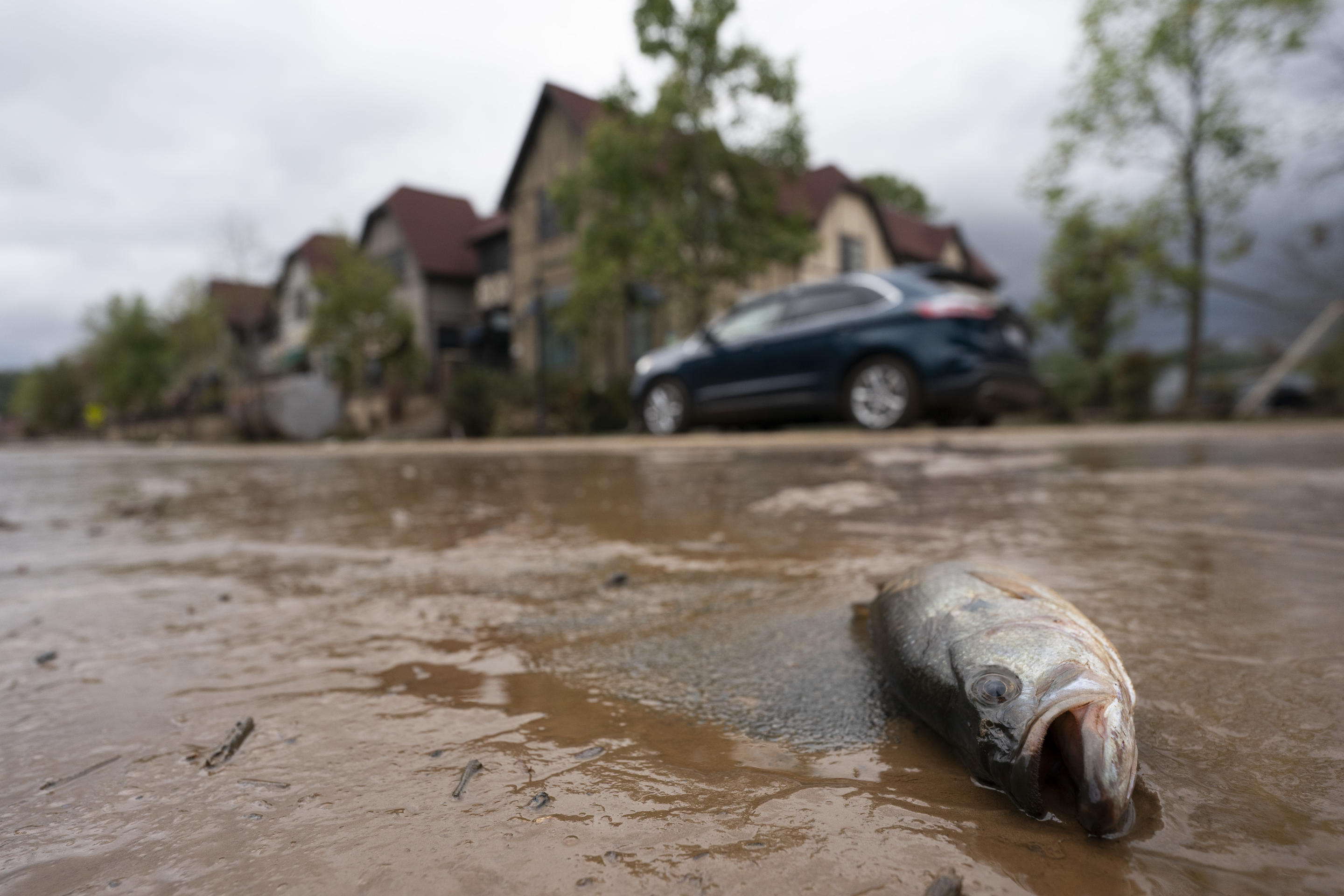 A driver drives past a dead fish that washed up on a road in Asheville, North Carolina