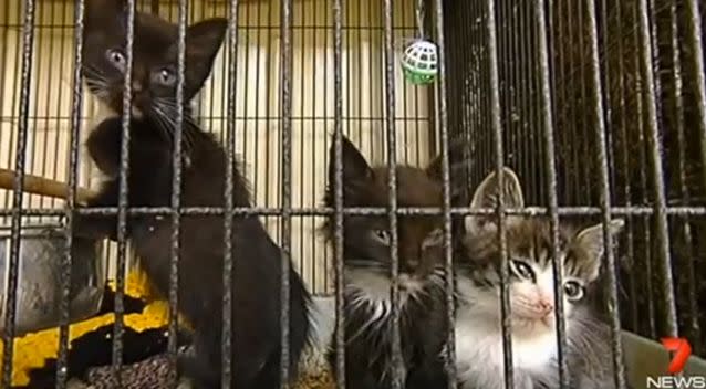 Some of the cats helped by the charity. Photo: 7 News