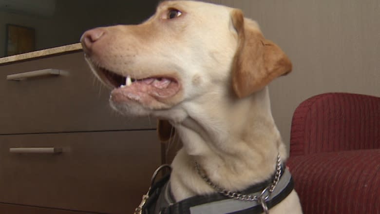 Bedbug-sniffing dogs get Calgary hotels Stampede-ready