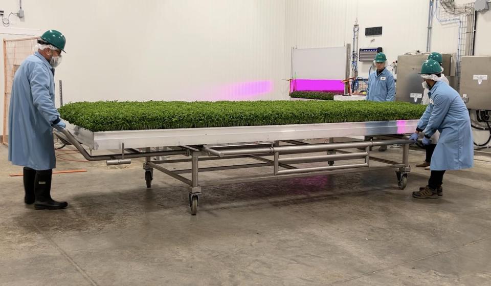Employees at GoodLeaf Farms remove a large tray of micro peas from the five-storey vertical farm operation in Calgary.