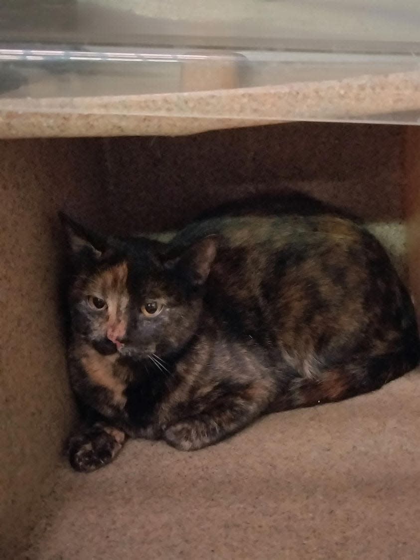 A female cat found on March 30 that is now located at the Alamogordo Animal Services and is ready for adoption. Adoption fees for the entire month of April are just $40 when normally they range anywhere between $120 and $200.