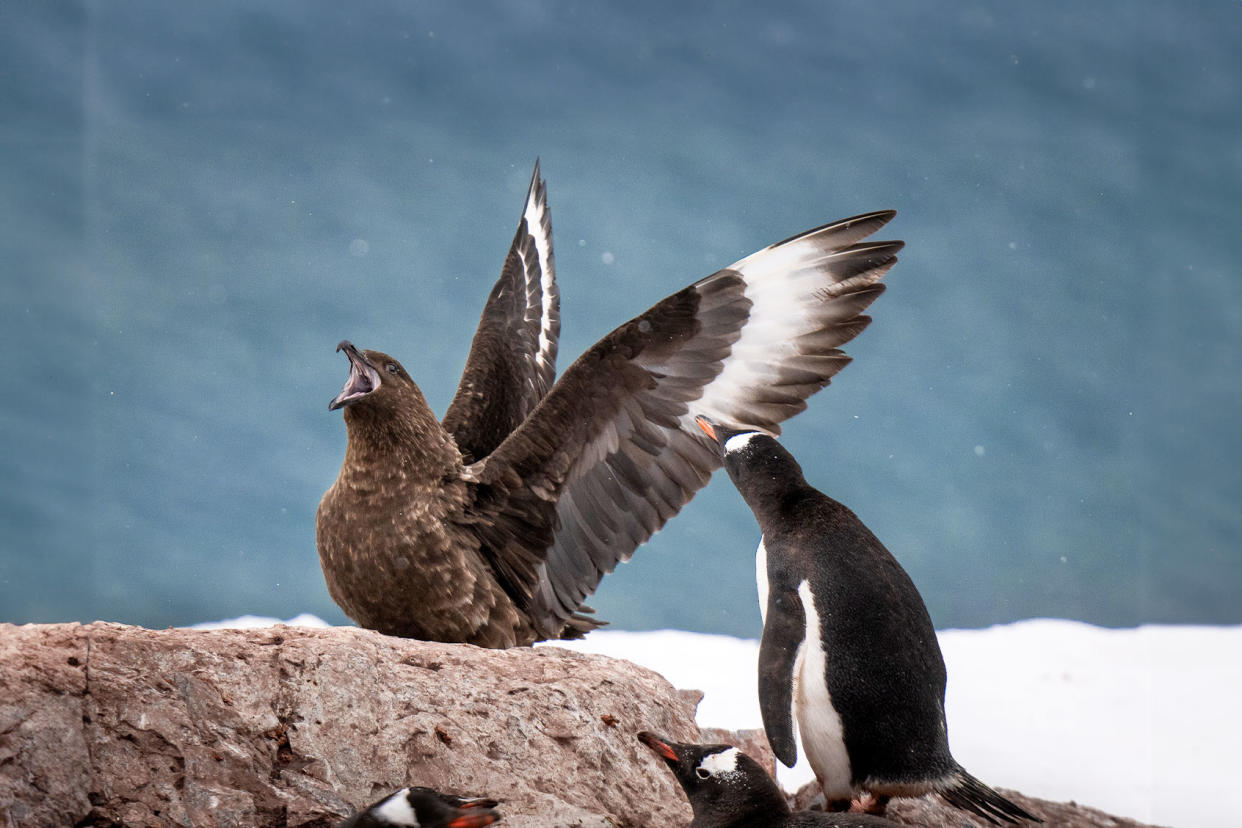 Brown Skua; Gentoo Penguin; Antarctica Getty Images/Mark Edward Harris