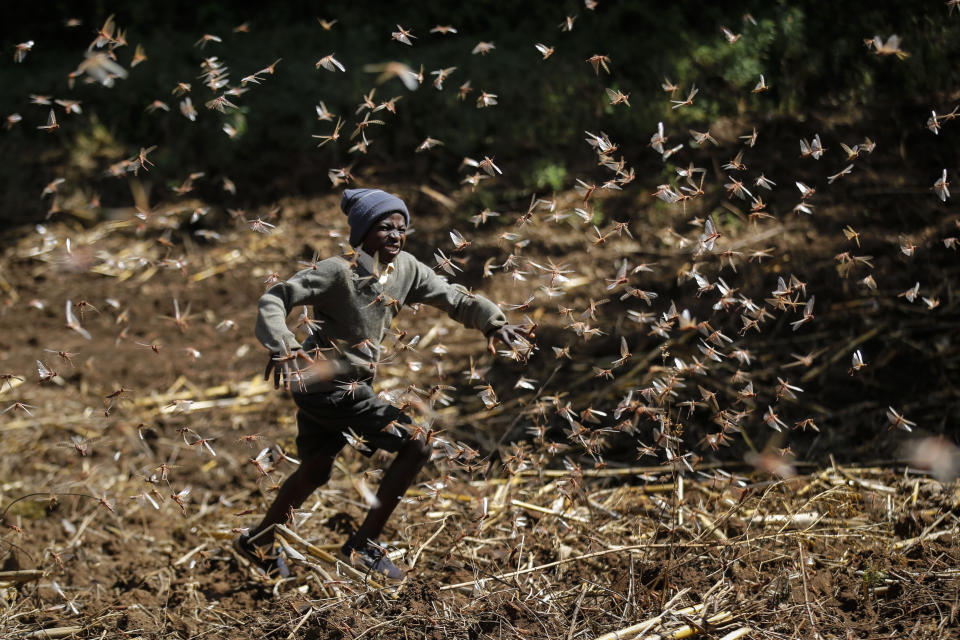 Stephen Mudoga, 12, the son of a farmer, chases away a swarm of locusts on his farm as he returns home from school, at Elburgon, in Nakuru county, Kenya Wednesday, March 17, 2021. It's the beginning of the planting season in Kenya, but delayed rains have brought a small amount of optimism in the fight against the locusts, which pose an unprecedented risk to agriculture-based livelihoods and food security in the already fragile Horn of Africa region, as without rainfall the swarms will not breed. (AP Photo/Brian Inganga)