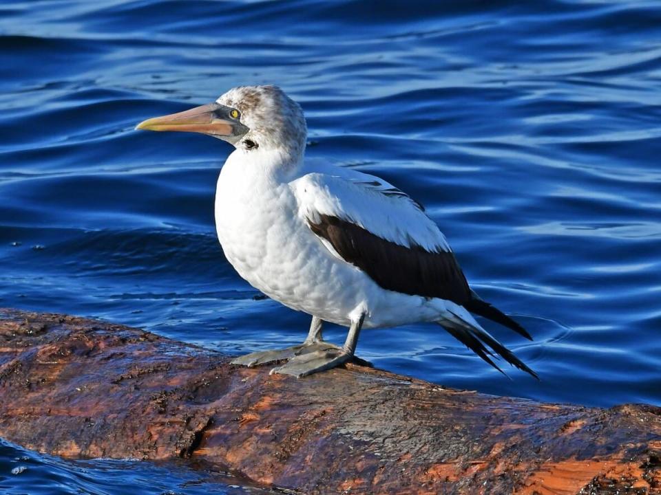 A Nazca booby seabird is seen near the Victoria harbour on July 24. It was first seen a day earlier by boat captain Tasli Shaw. (Matt Stolmeier - image credit)