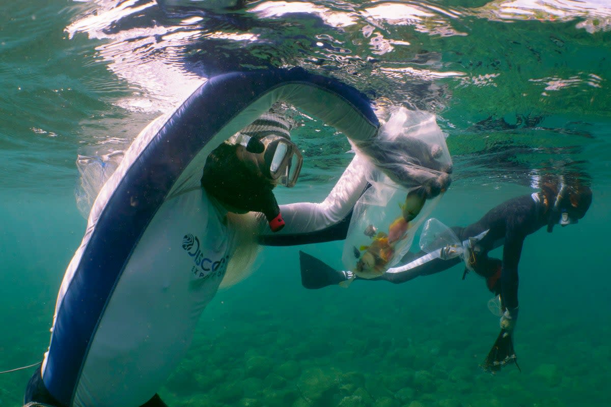 PECES DE ACUARIO-EXPLOTACION MARINA (AP)