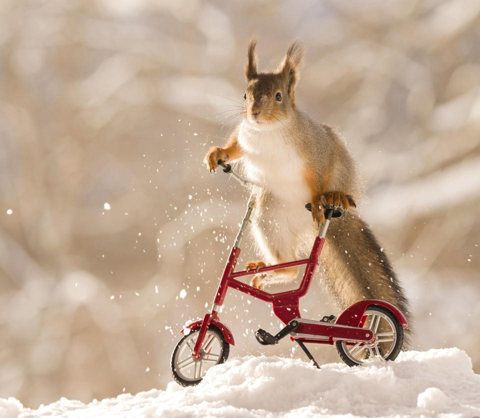 <p>Geert said: “It was about minus 20 degrees and I put the scene on a table in my garden with sunflower seeds in a small bucket above the cycle and motor and waited for the squirrels.” (Photo: Geert Weggen/Caters News) </p>