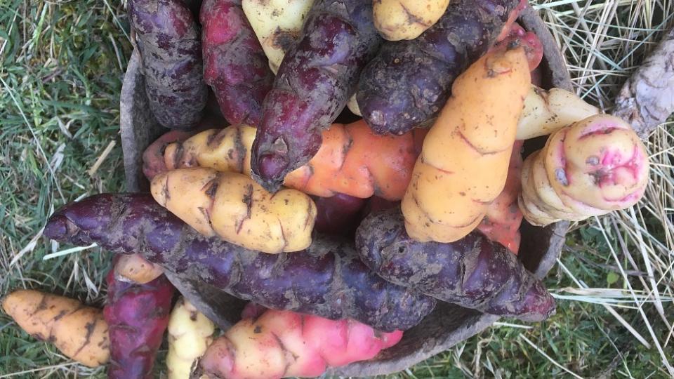 Variedades de oca en los Andes bolivianos.