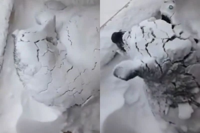▲原來雪地中的不是狗型雪人，是一隻活生生的哈士奇在打盹。（圖／Reddit：Humble-Tailor49）