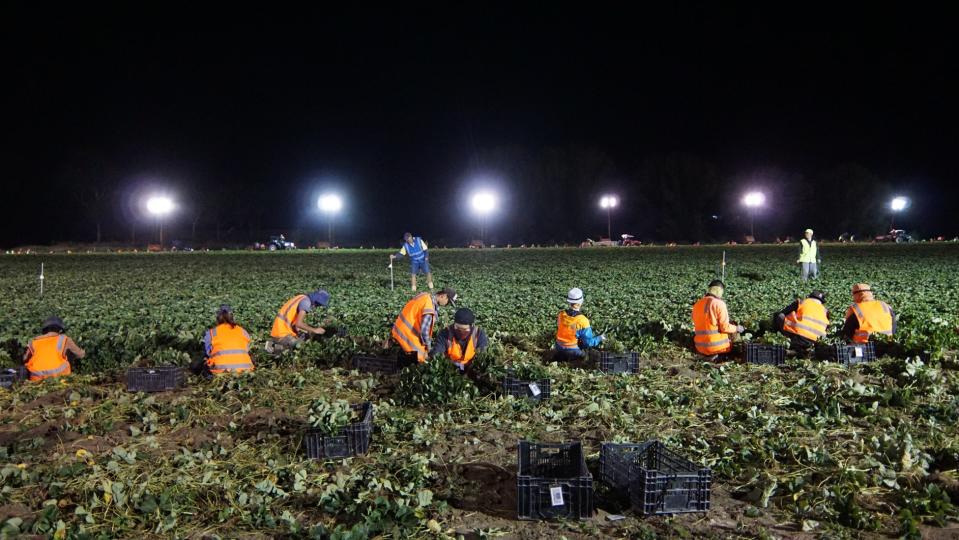 Farm workers wearing orange jackets pick fruit in lush fields. 