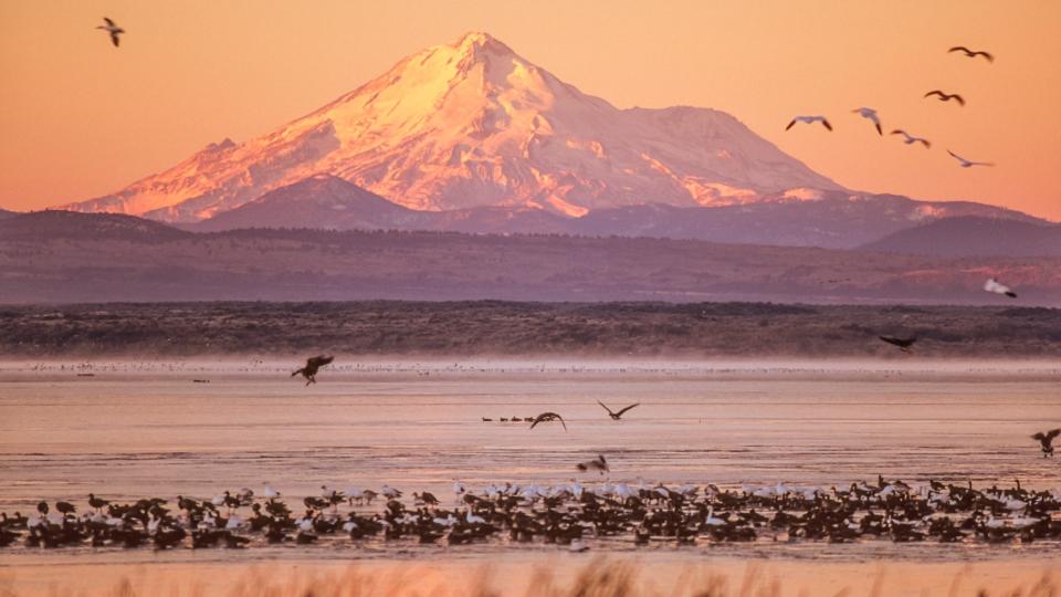 View from Tule Lake National Wildlife Refuge with Snow Geese and Canada Geese.