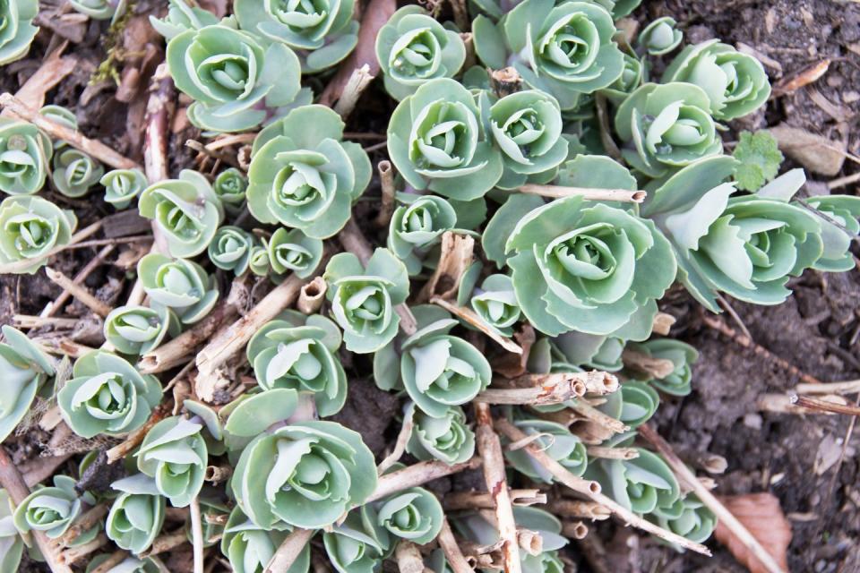 sedum ternatum plant, a low growing perennial shade plant