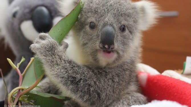 This adorable baby koala got *way* too excited and ran face-first into a  tree - Yahoo Sports