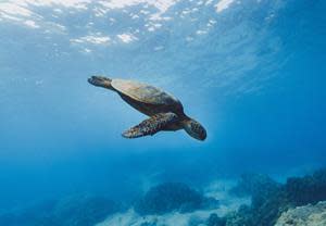 Image from the Galapagos Islands