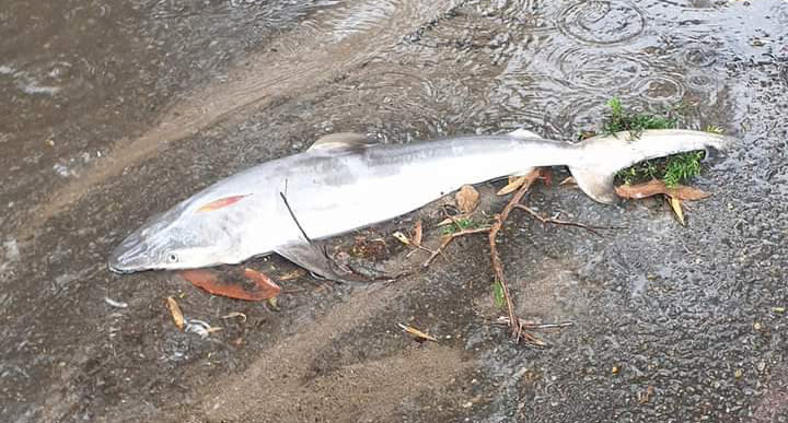 shark in Sydney street picture