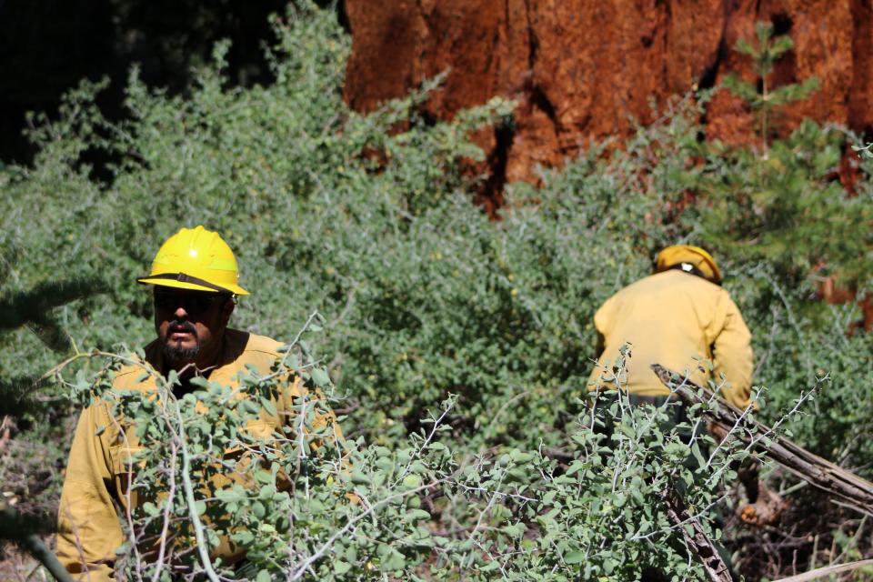 Fire crews work on clearing fuels around the base of a Giant Sequoia — estimated to be over 500 years old — on Aug. 18, 2022.