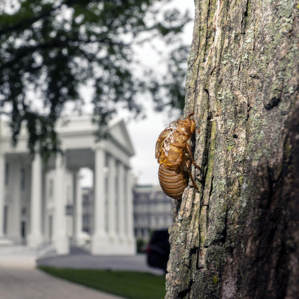 Image: A cicada shell at the White House (Carolyn Kaster / AP)