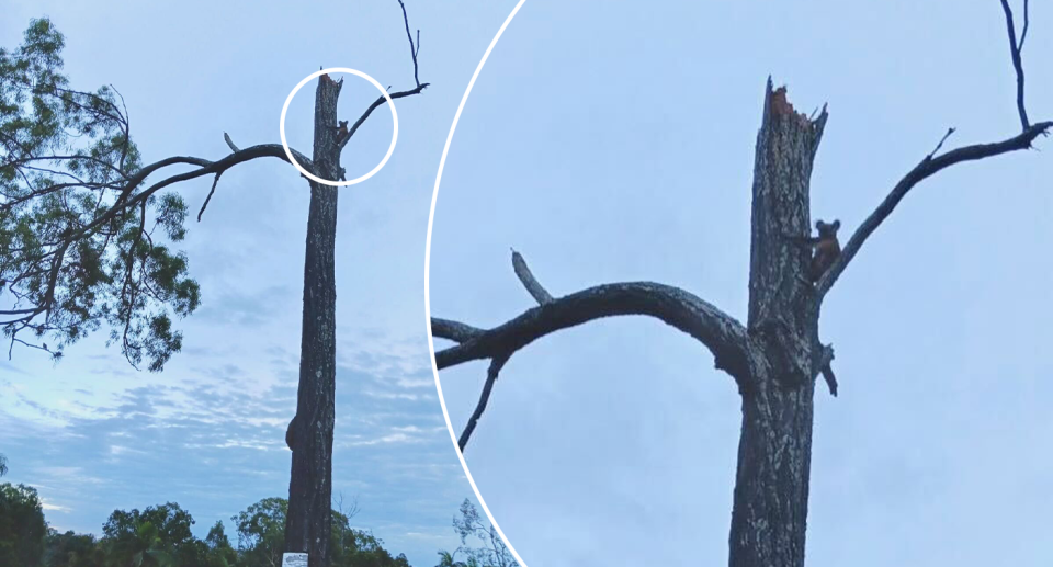 A koala in Helensvale in a tree that has lost its canopy.