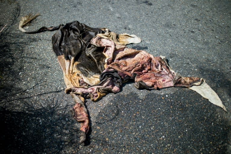 Rotting cowhides on the roadside are a common sight in Venezuela's cattle country, where thieves are threatening a vital food source