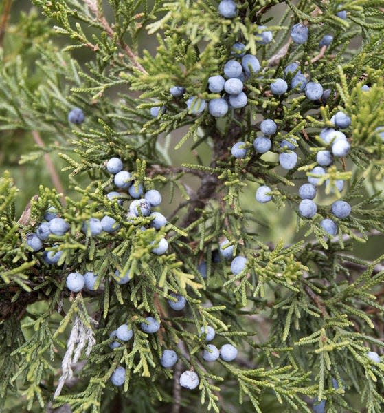 Juniper berries are fleshy cones produced on female red-cedar trees; a waxy coating lends them their distinctive bluish cast.