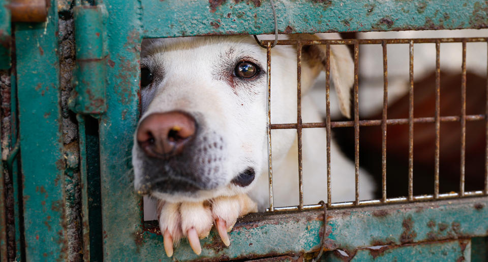 There has been a global outcry after it emerged that a NSW regional council pound put down 15 dogs due to Covid concerns. Source: Getty Images