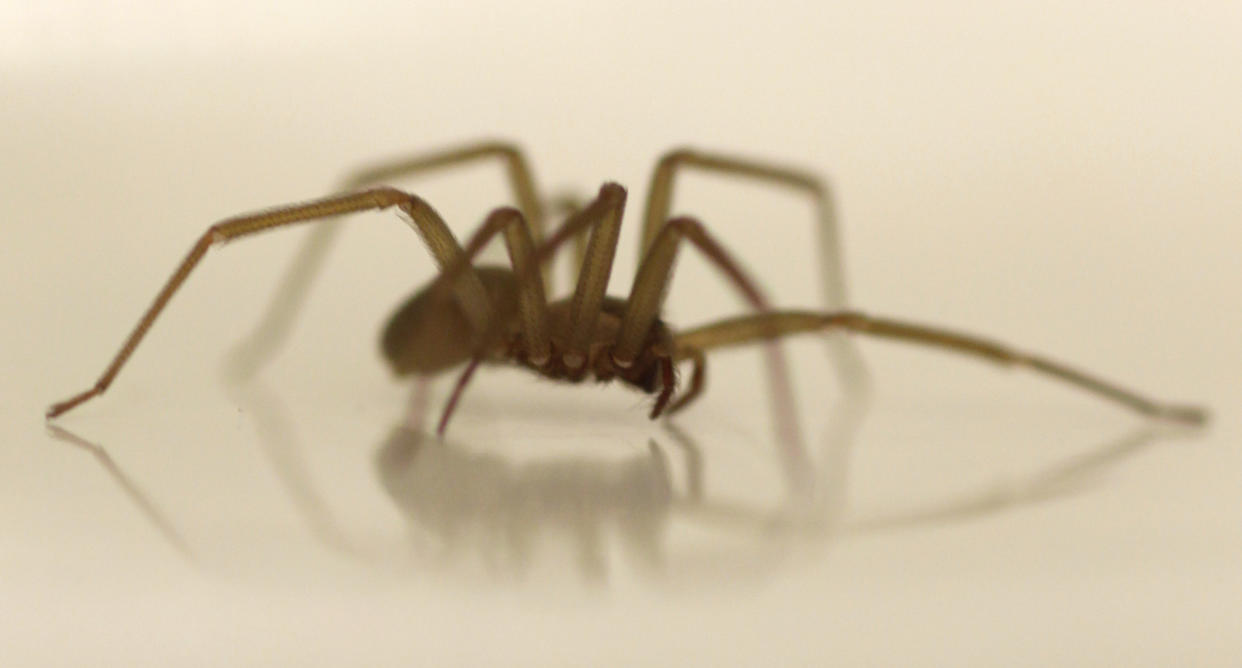 A brown recluse spider