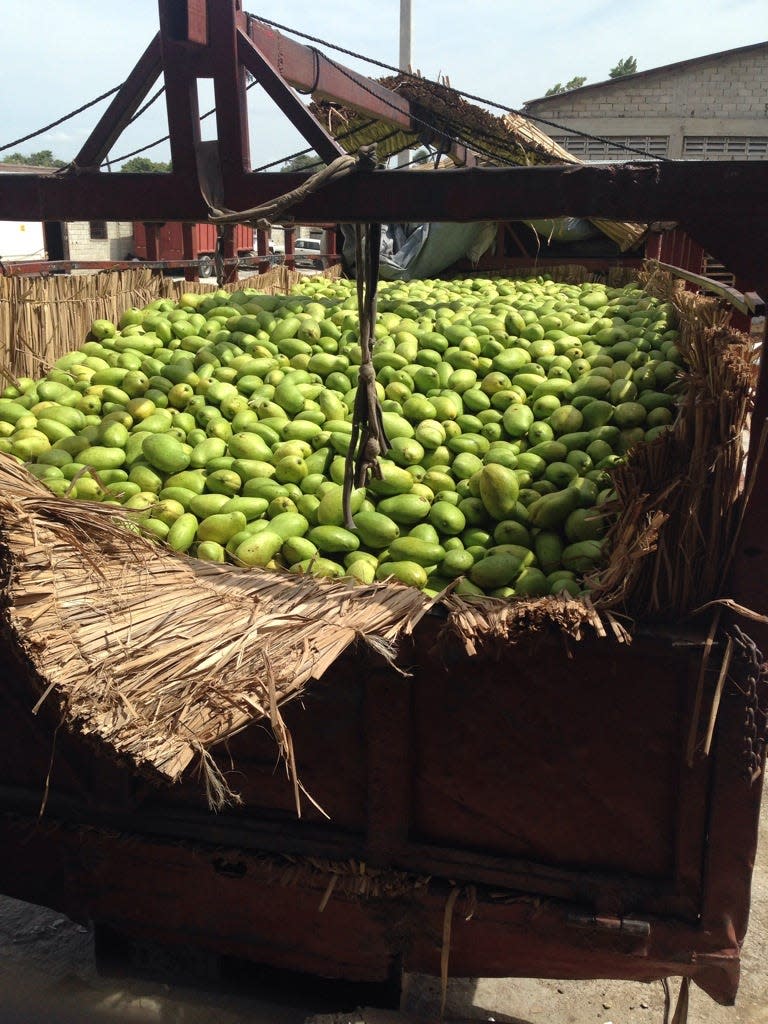 Madame Francisque mangos are piled high after workers climb trees and gently pick the mangos. After this the mangos go through USDA inspection and a hot water purification treatment and then are put on a boat to Florida then a truck to Brockton. This photo was taken July 17, 2014.