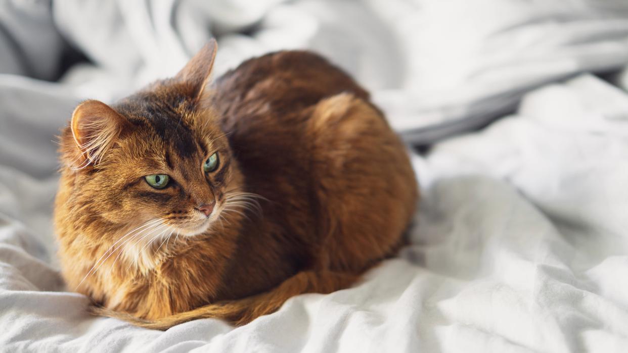  Somali cat in loaf position. 