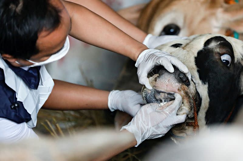 Measures to prevent foot and mouth disease spread for cattle, in Jakarta